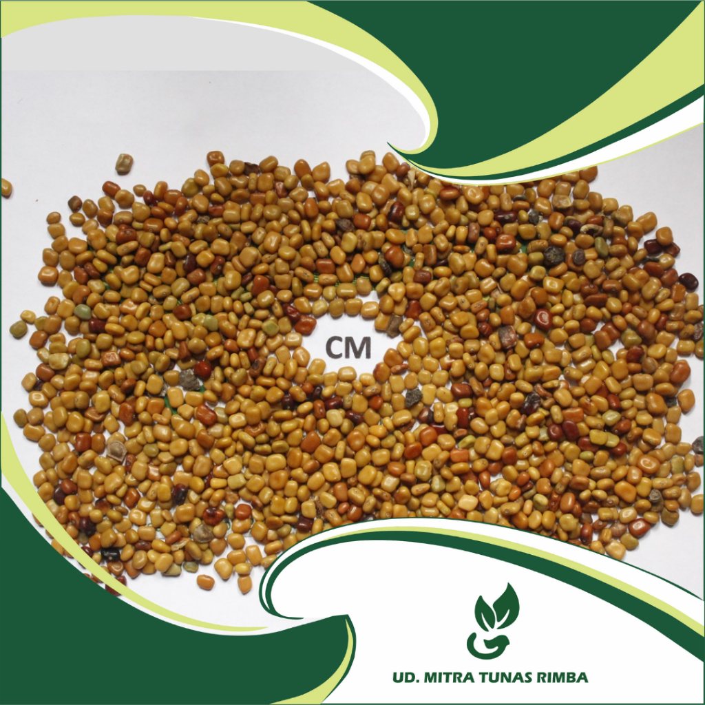 Benih/Biji CM (Calopogonium Mucunoides) 1kg