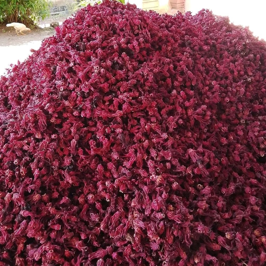Teh Bunga Rosella Merah Kering Grosir Rosela Merah 1 Kg