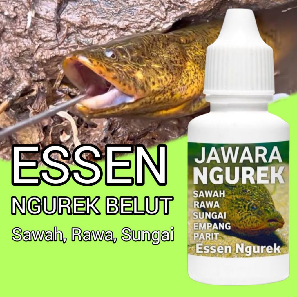 Essen ngurek belut rawa sawah sungai