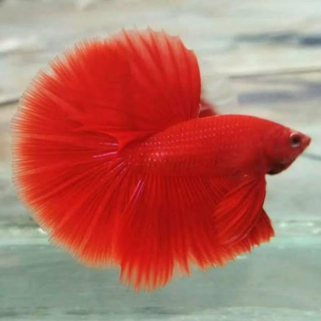 Cupang Halfmoon Super Red Bahanan Kontes – Warna Solid Merah Menyala