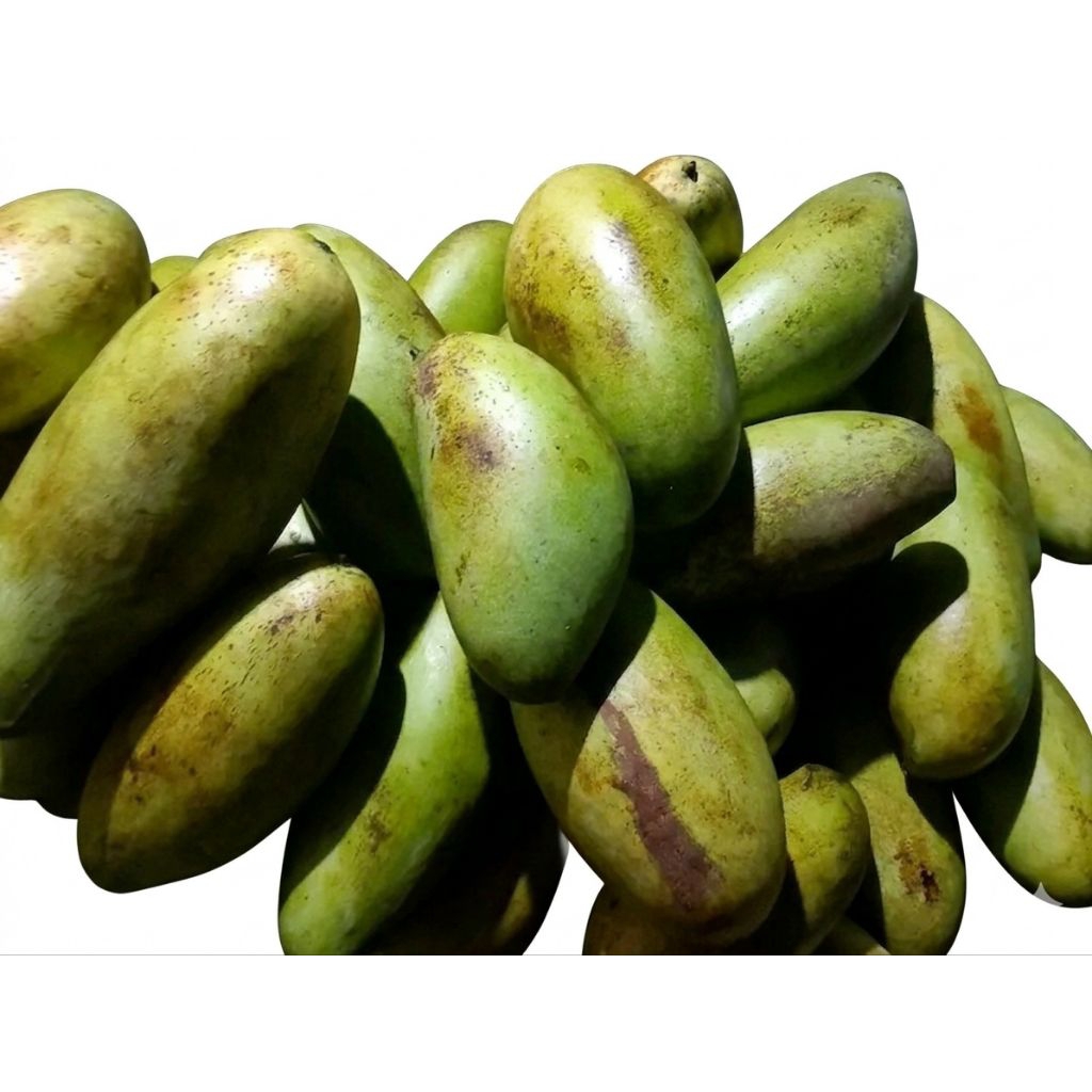 Mangga Golek