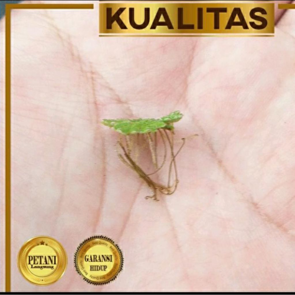 Azolla / Azola Tanaman Air Apung Aquascape
