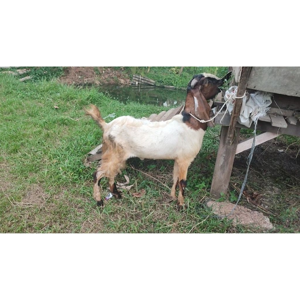 kambing Jawa untuk qurban