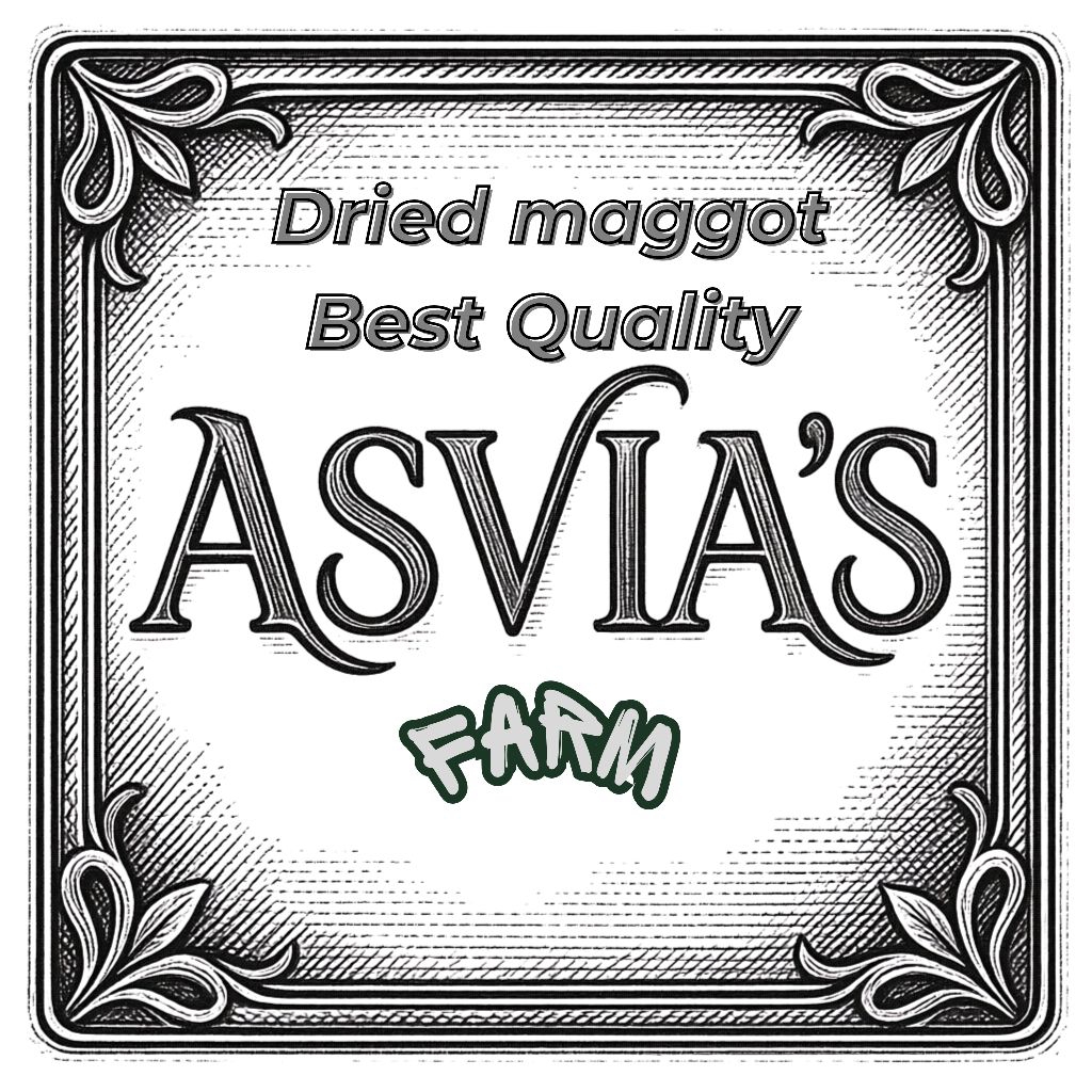 maggot kering/dried maggot 100gram, best  quality