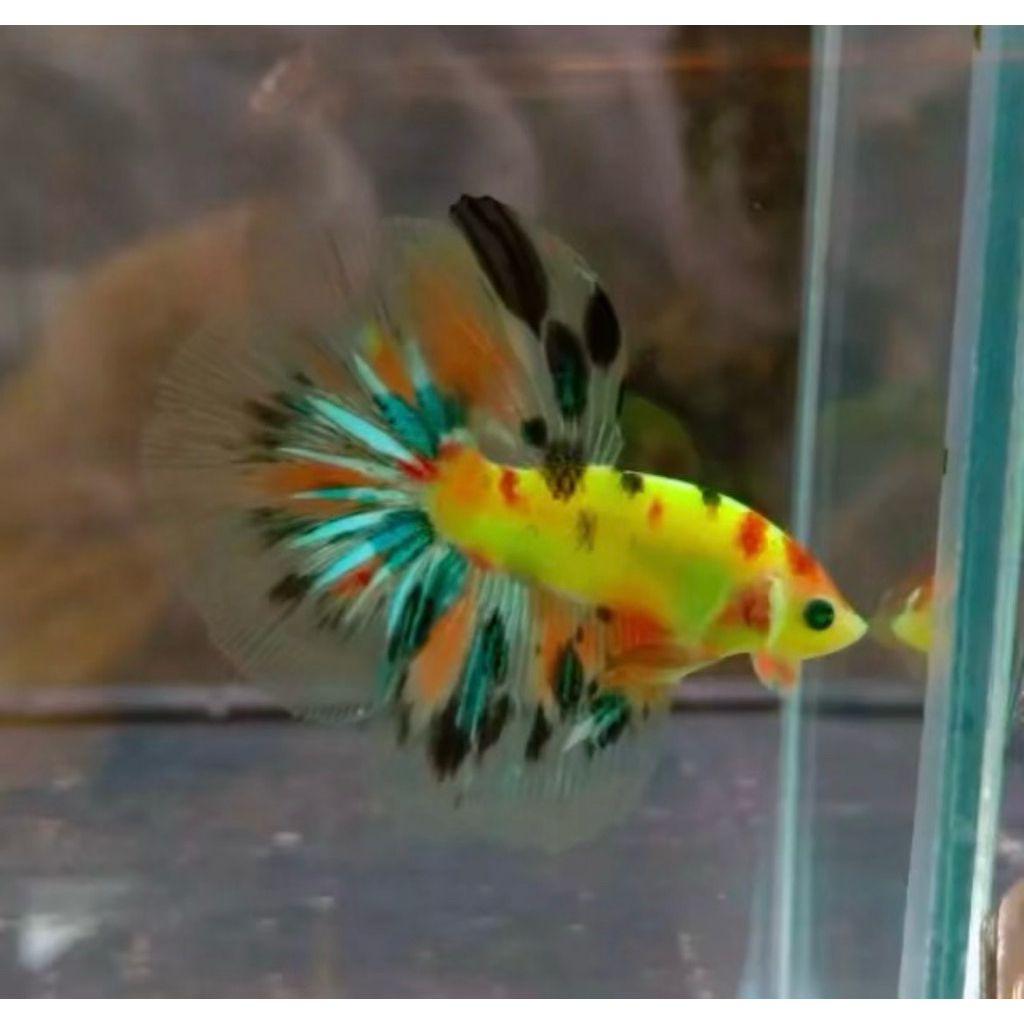 Halfmoon Neon multicolor size M