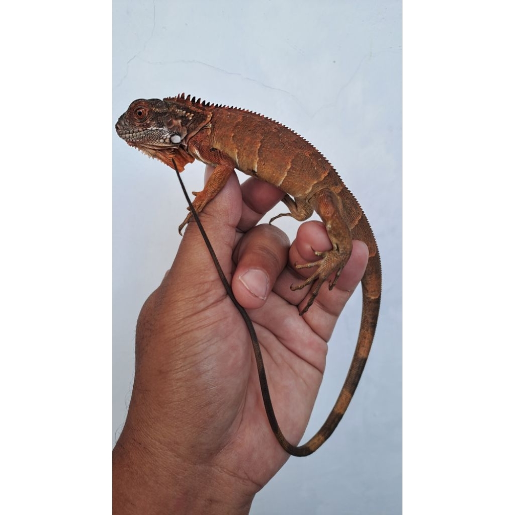 MAINAN SUPER RED IGUANA