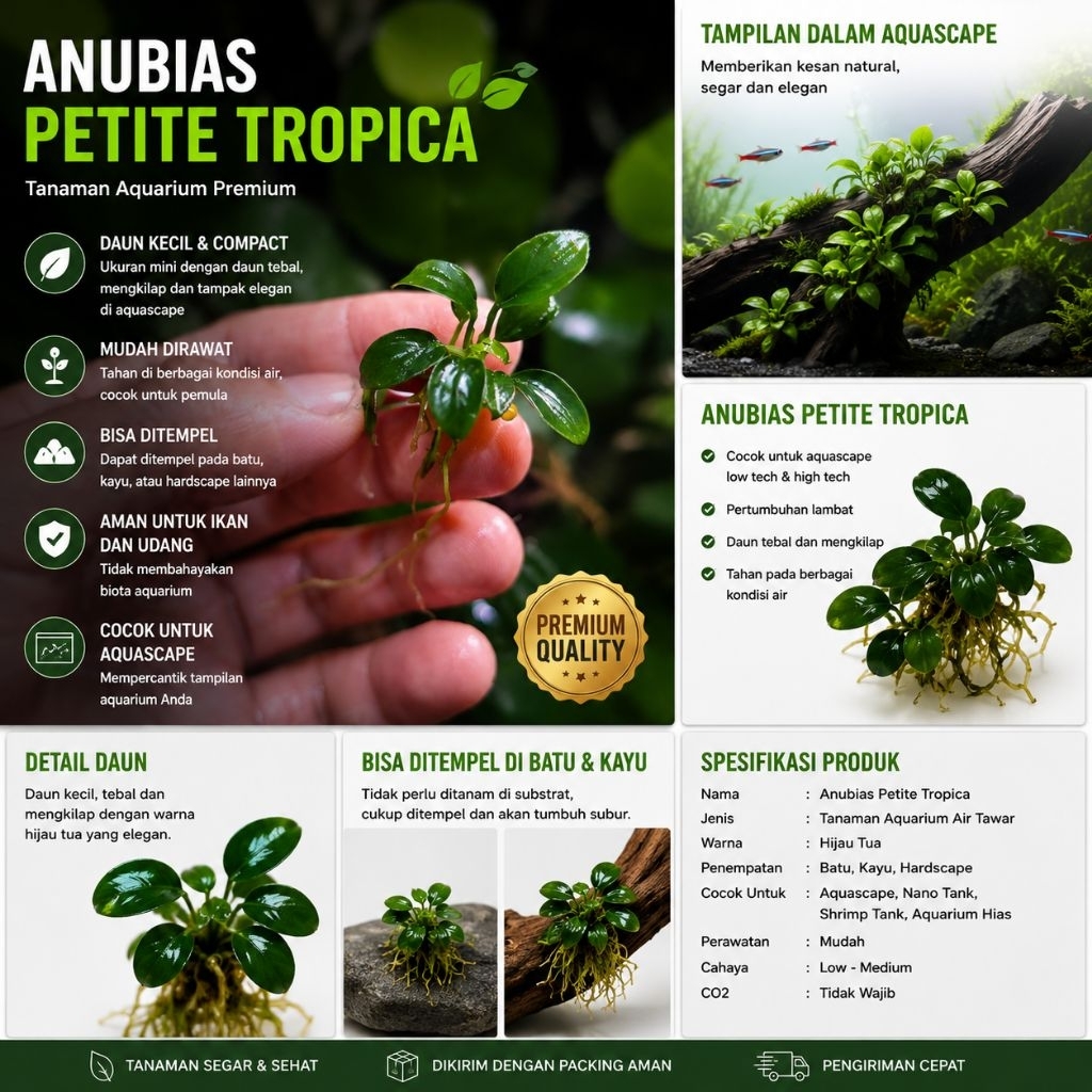 Anubias Petite Tropica Tanaman Aquarium Aquascape Mini Anubias Premium