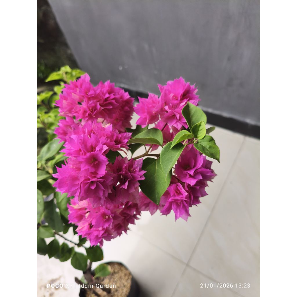 Bougenville Hawai pink ori