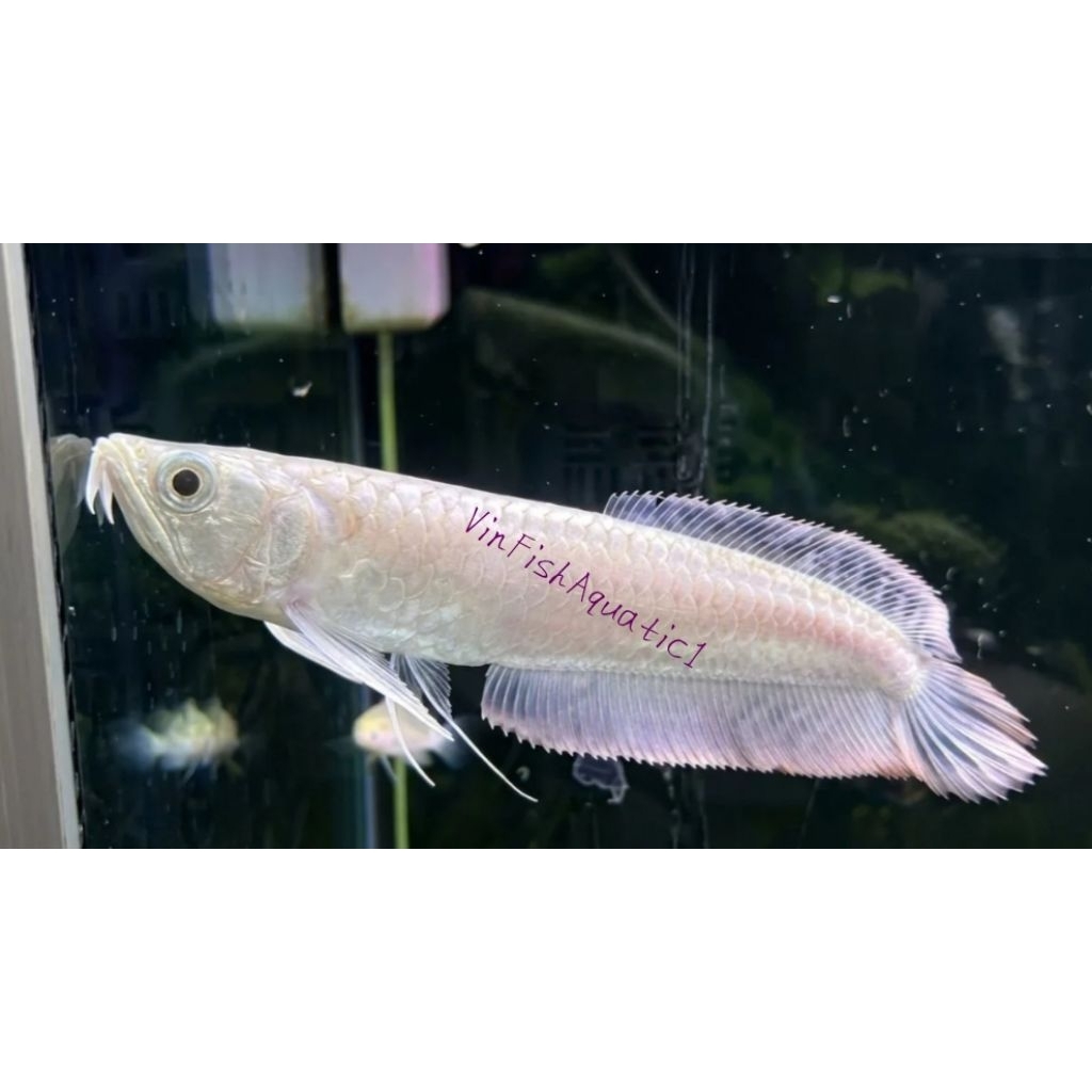 IkanArwanaSilver(17-20cm)