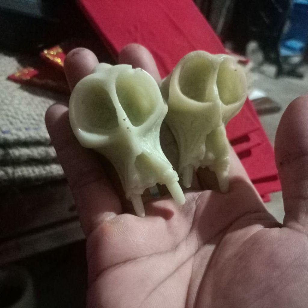 tengkorak monyet kecil