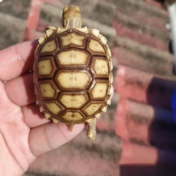 New Mainan Sulcata Darat Kura 5-6-7-8 Cm
