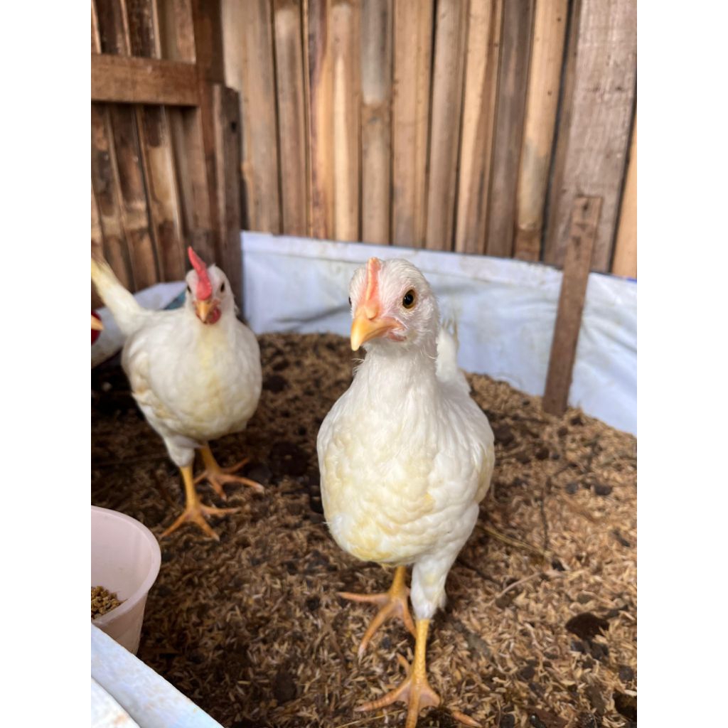 anak ayam white leghorn umur 2 minggu 1 bulan dan 2 bulan lokasi tangerang tangsel