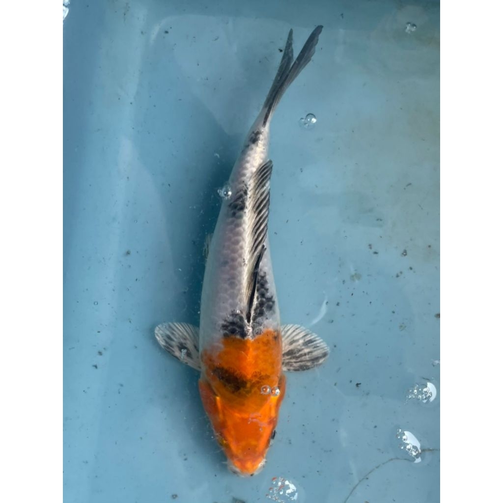 Ikan Koi Kin Showa / Showa Metalic 15cm Rare Langka Real Pict