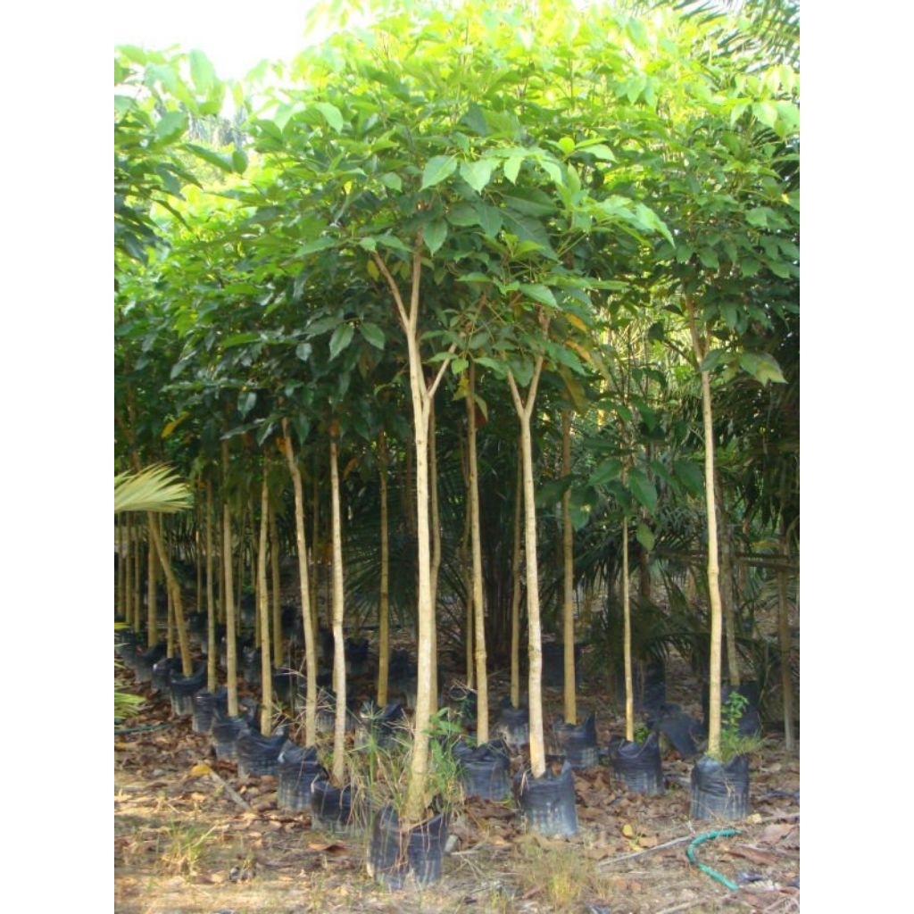 Pohon Peneduh Tabebuya ±1-2 Meter