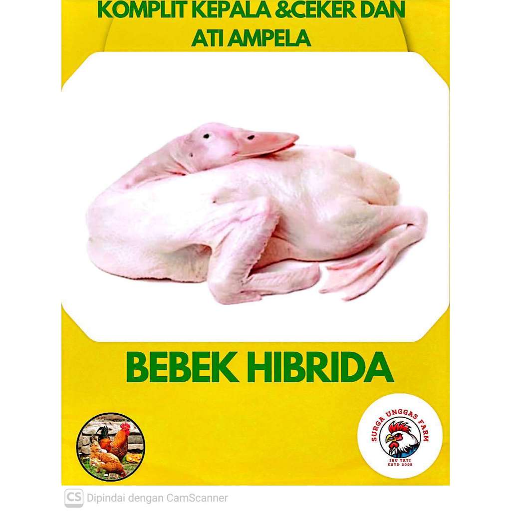 BEBEK HIBRIDA / DAGING BEBEK SEGAR