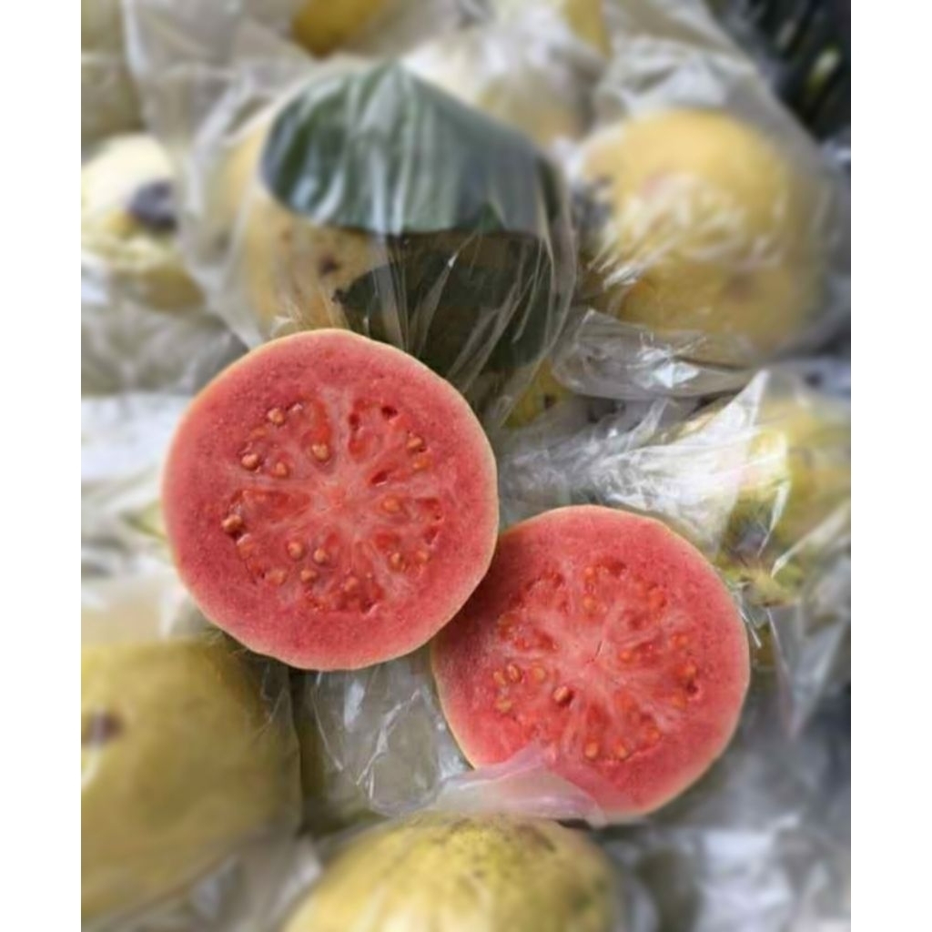 JAMBU BIJI || JAMBU MERAH || 1KG
