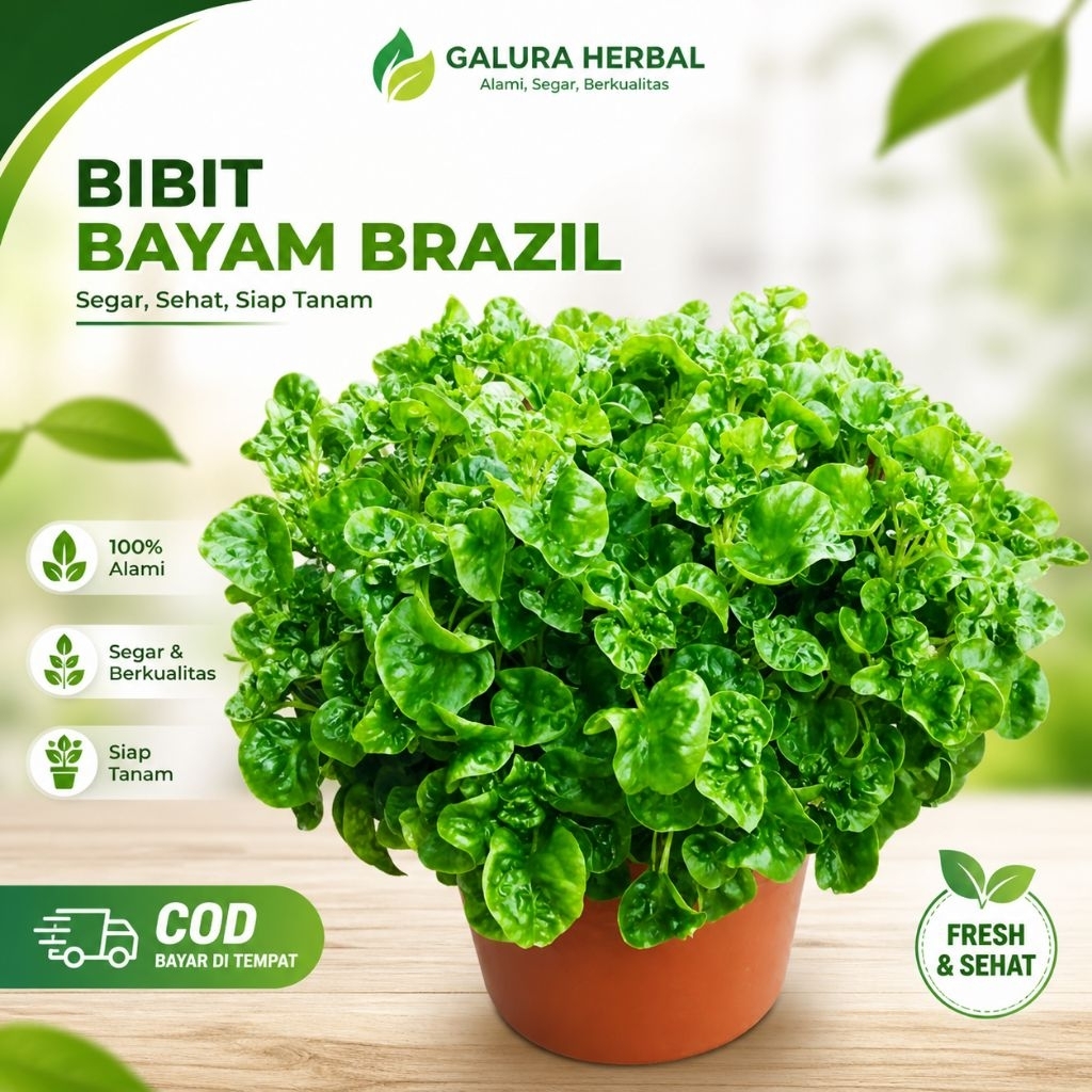 3  BIBIT TANAMAN BAYAM BRAZIL | Bayam Brazil Siap Tanam