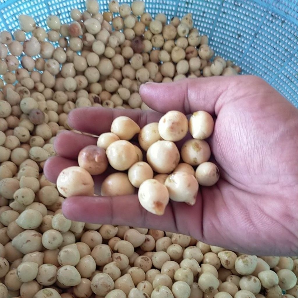 Biji Nyamplung Kupas / Tamanu 1kg