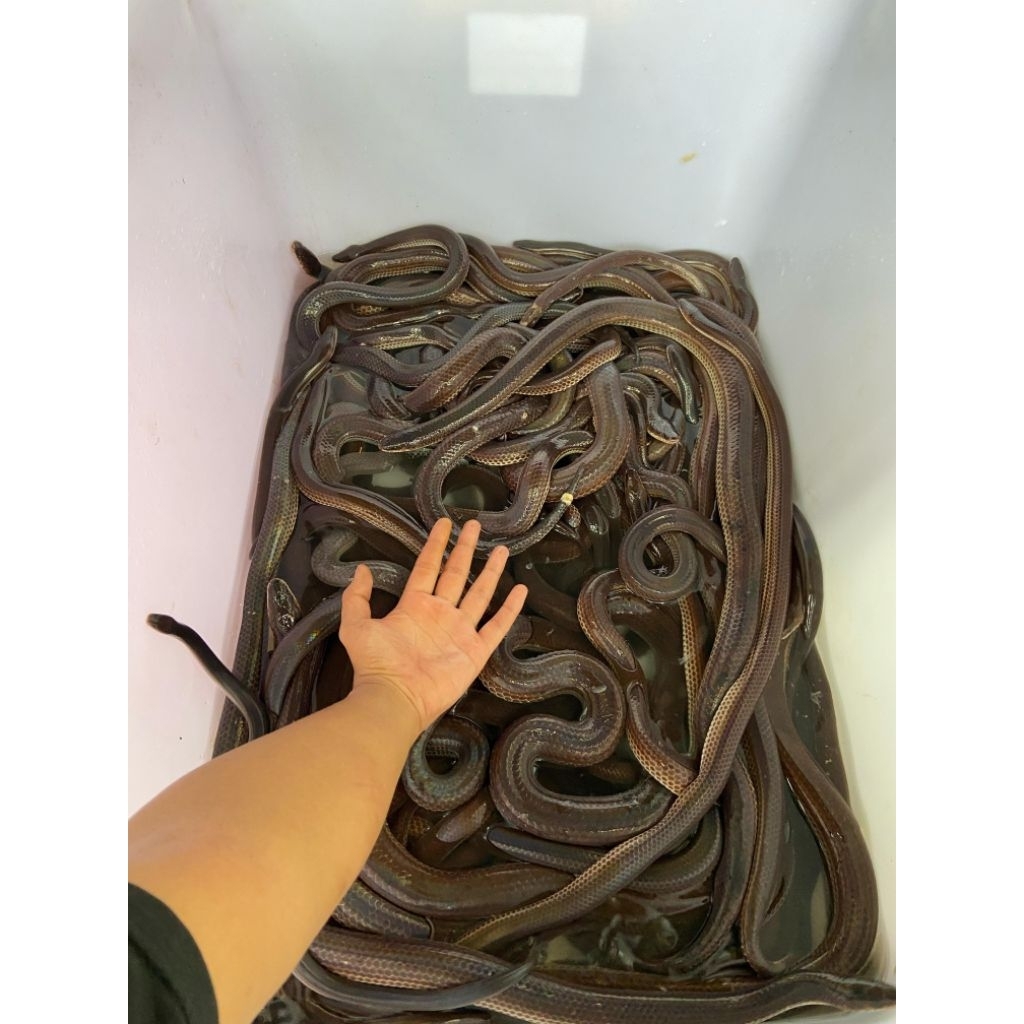 gantungan kunci model ular pelangi