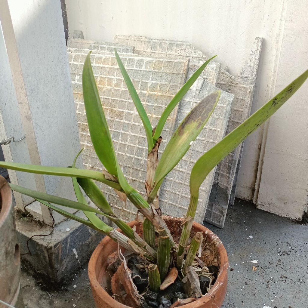 Tanaman anggrek cattleya Mantinii mantini dewasa bunga ungu wangi kode M