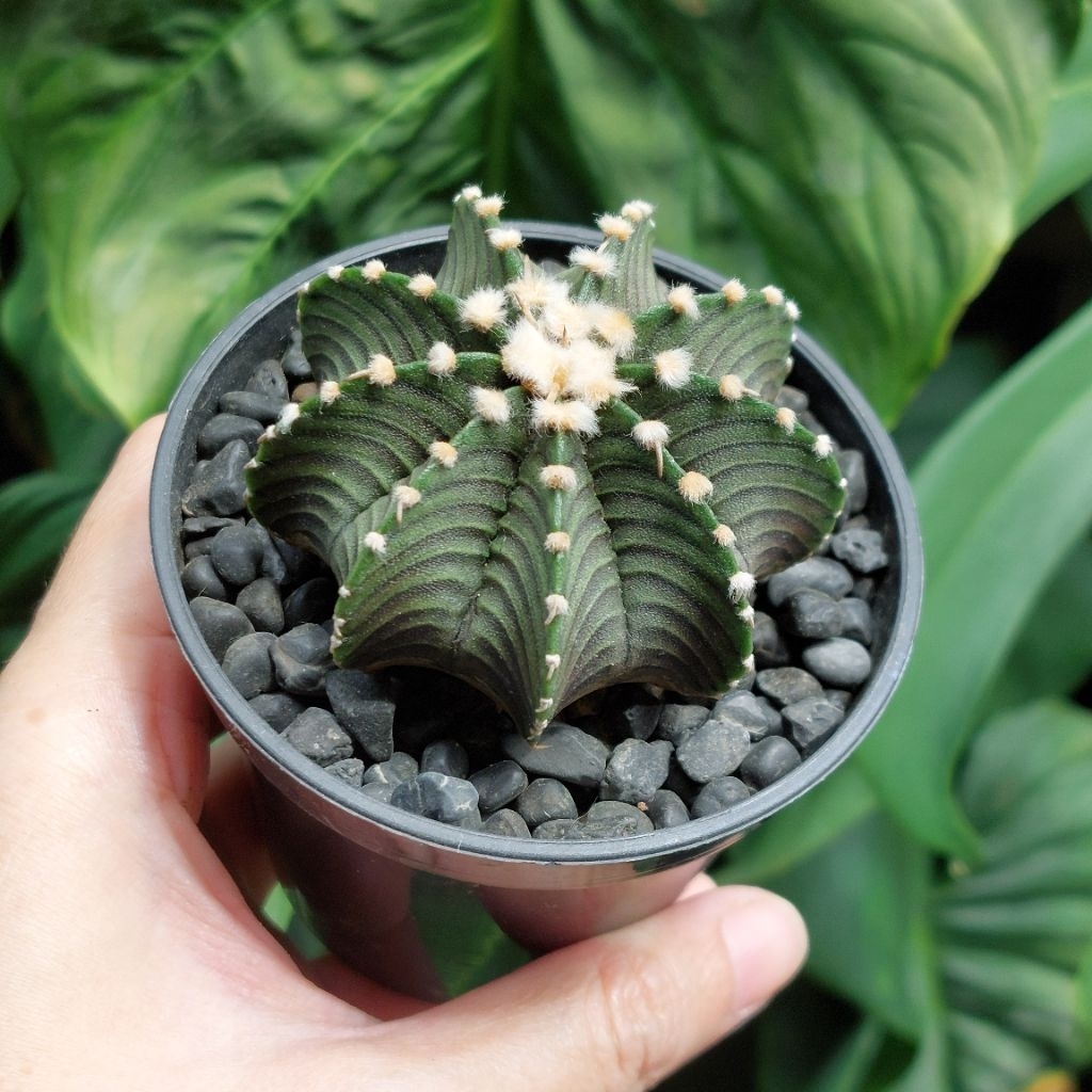 Kaktus Sukulen Gymno Gymnocalycium VOS Tarantula Seedling