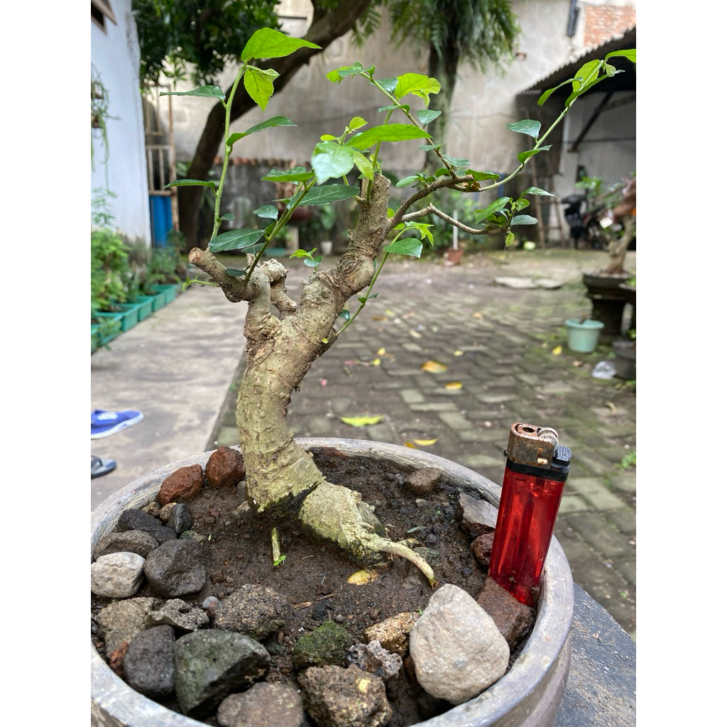 Bahan Bonsai Serut sudah hidup