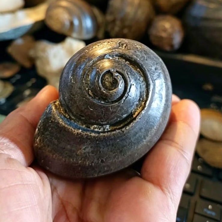 Temuan Batufosil Kulbuntet Langka