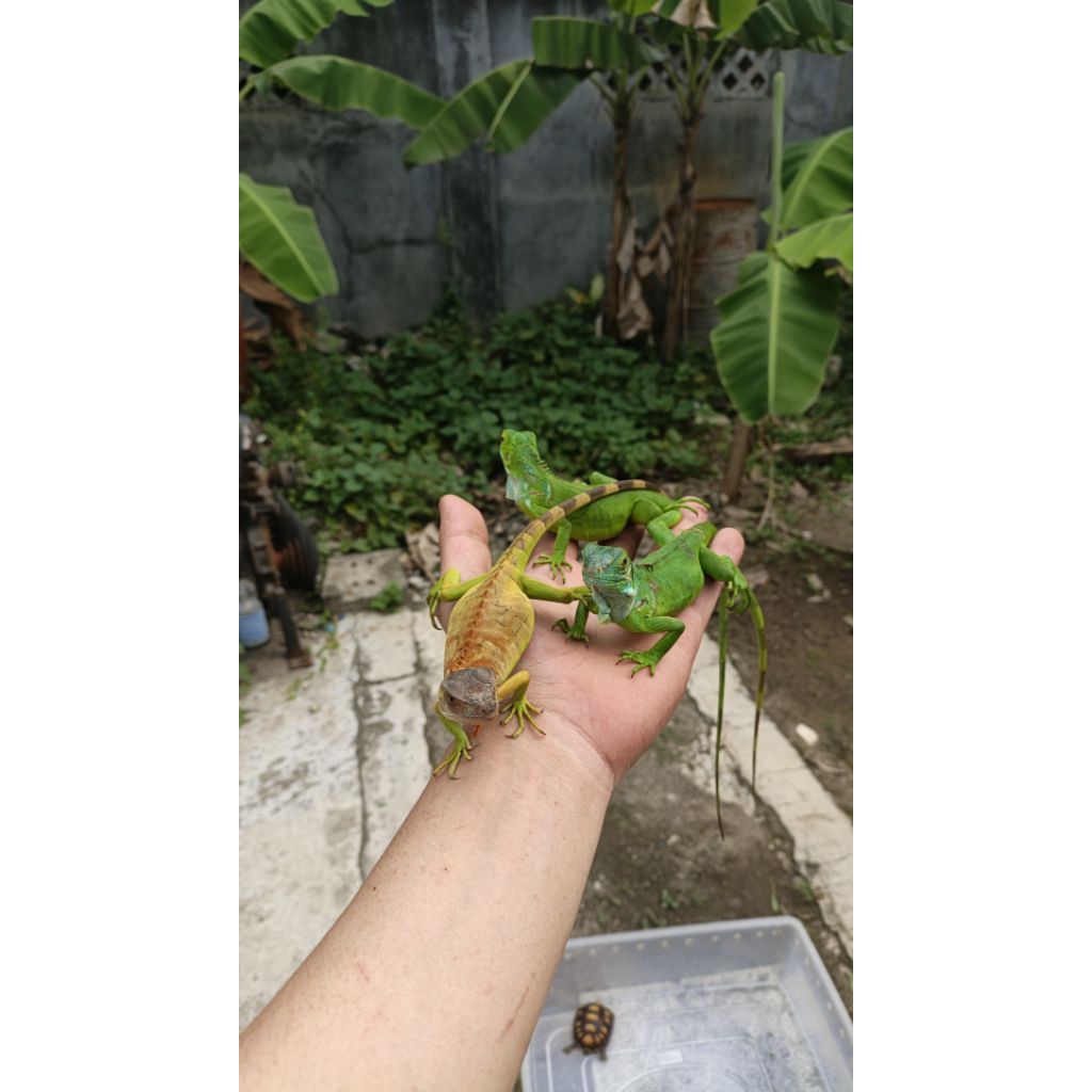PELET IGUANA GREEN/ PELET IGUANA RED