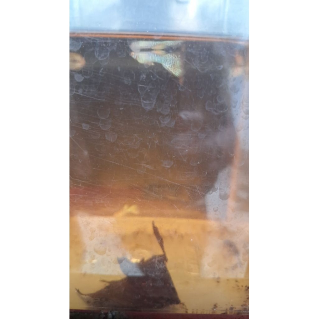 mainan anak guppy YTKC ALBINO pair