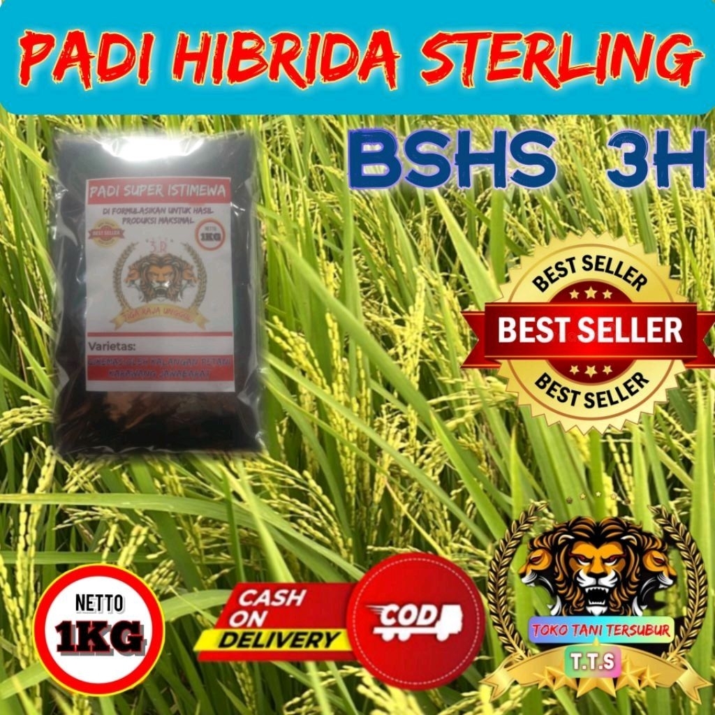 (1kg)New Rice Padi Hibrida Sterling Bshs 3H Kualitas Unggul