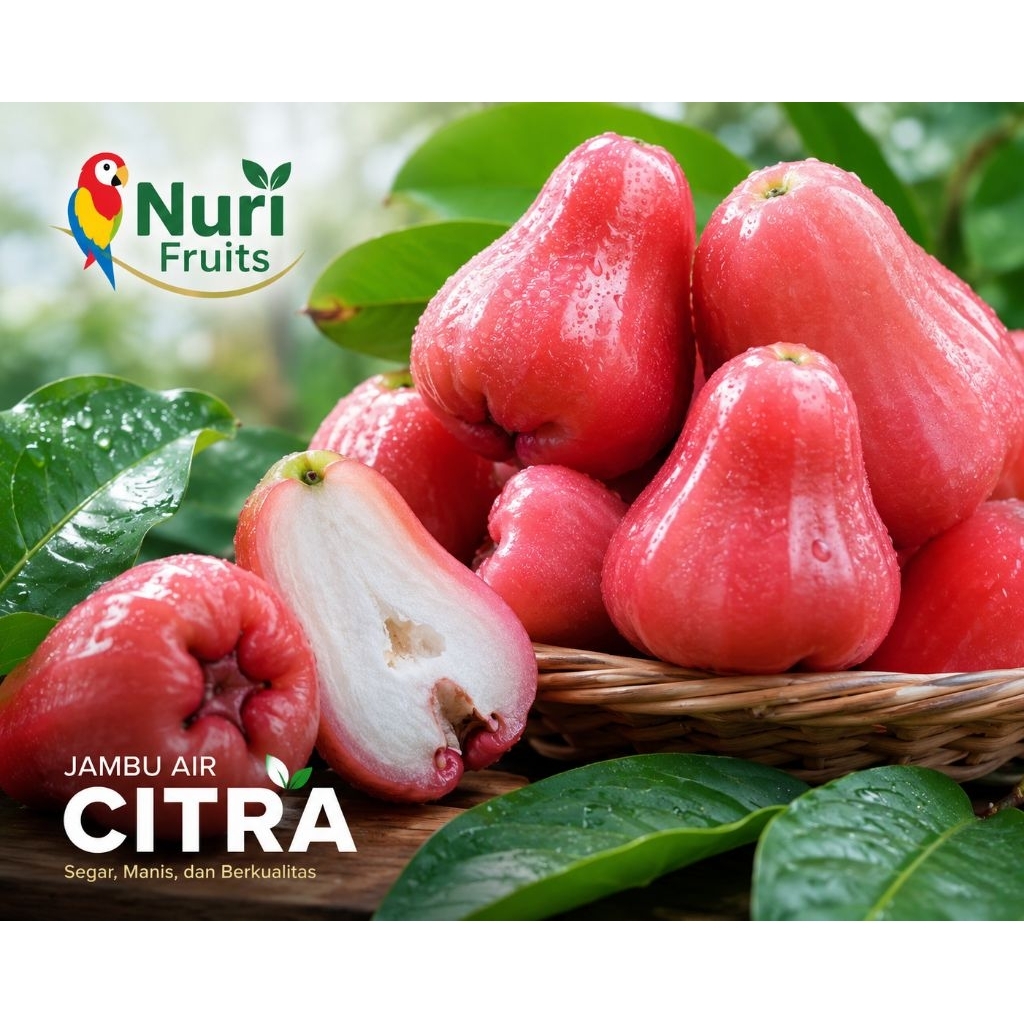 ON PROMOOO HANYA HARI INI 1KGJambu air citra 1kg |buah segar bandung|nuri fruits|jambu air manis|nur