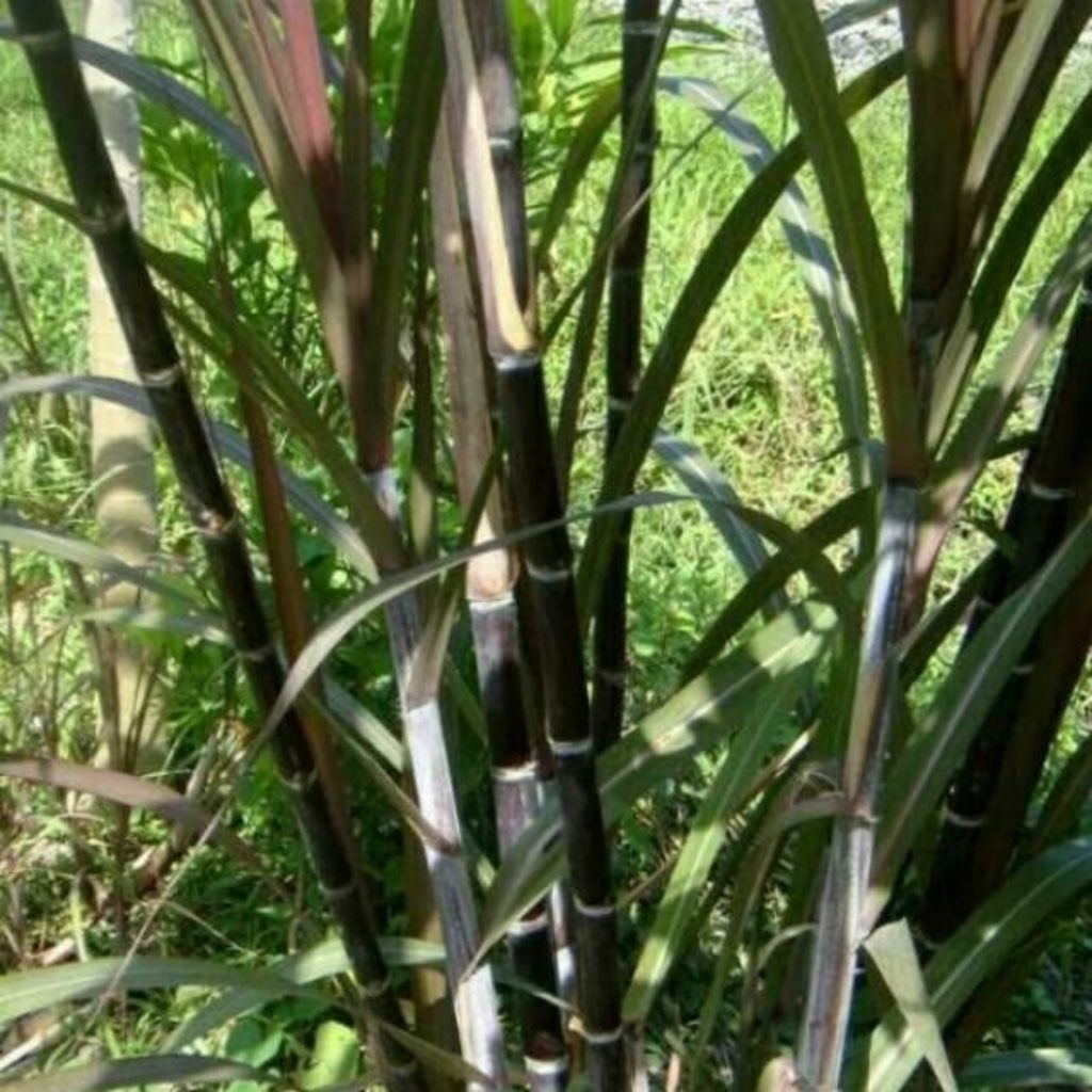 Bibit Tebu Wulung Atau Stek Tebu Hitam Segar Obat Herbal