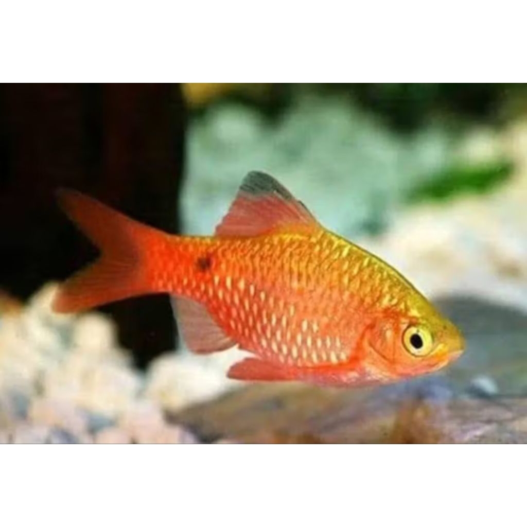 IKAN BARBIR AQUASCAPE PER EKOR