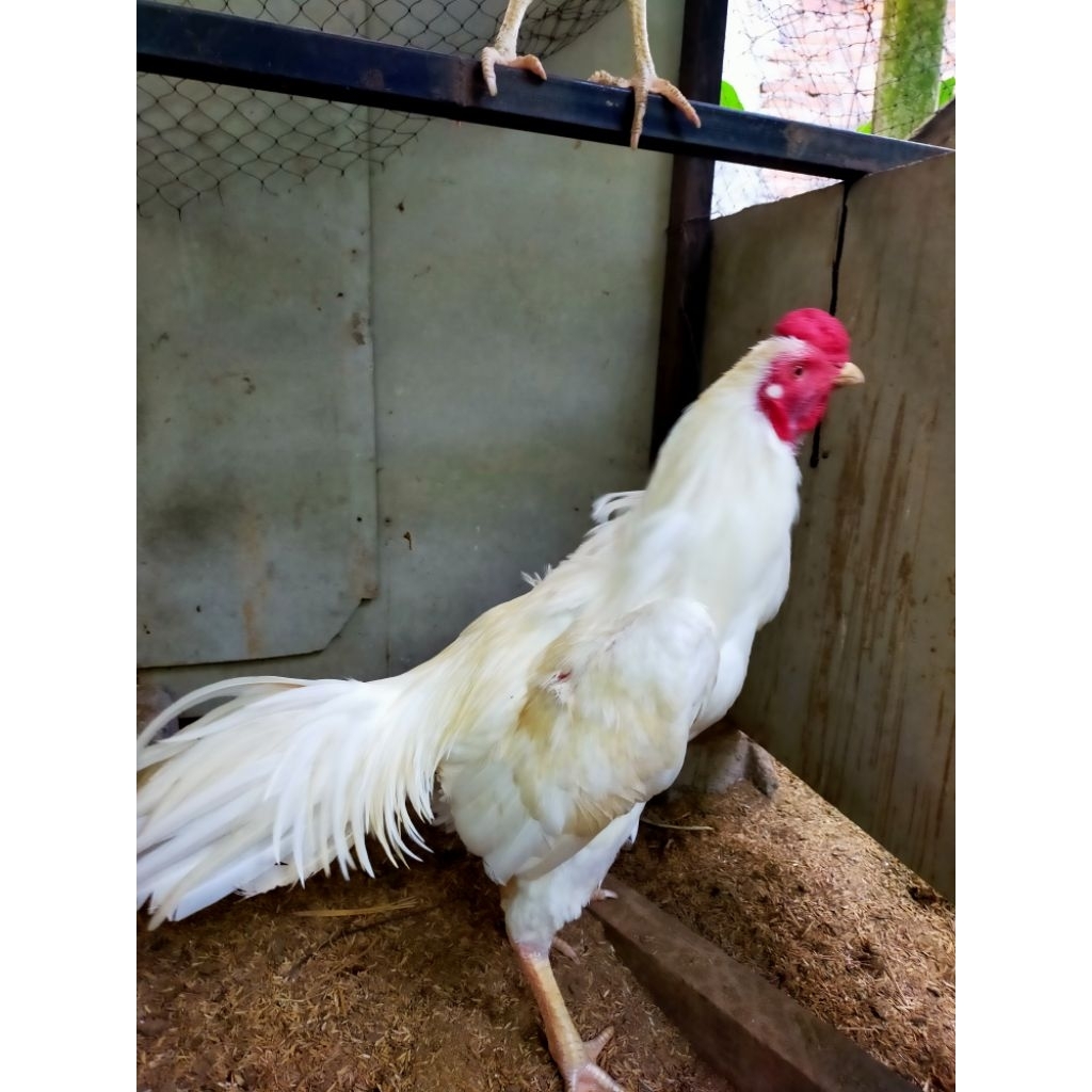 ayam Bangkok putih kaki putih mulut putih pengiriman khusus jawa