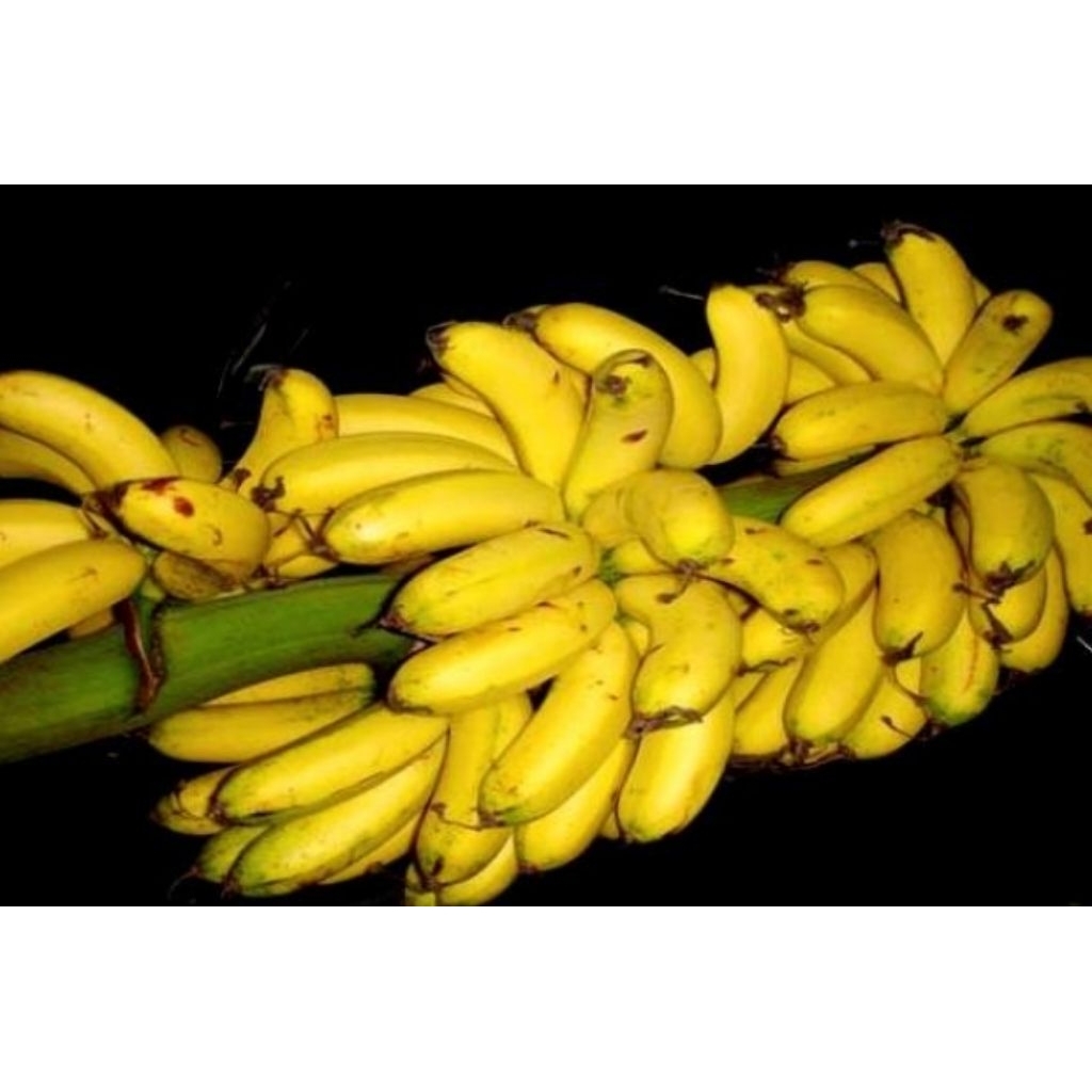 pisang emas 1 tandan