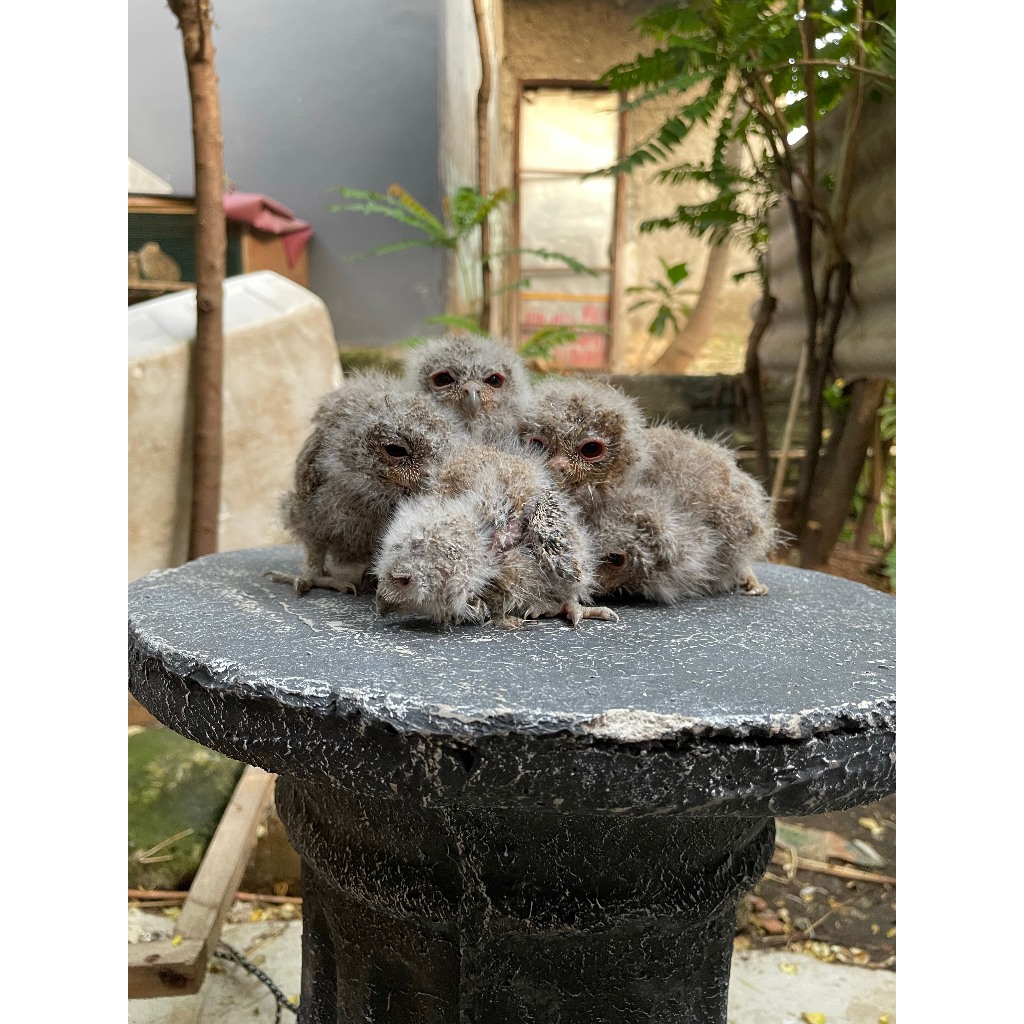 Burung Hantu Owl CELEPUK