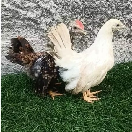ayam kate sepasang anakan