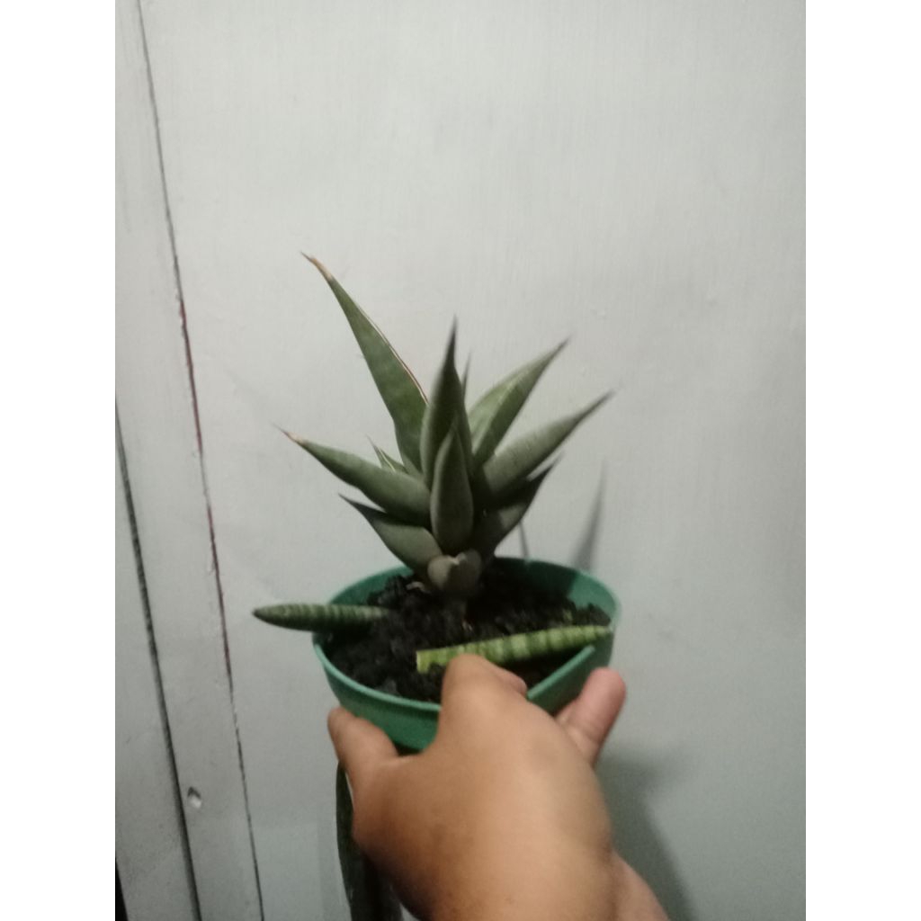 Sansevieria pinguicula