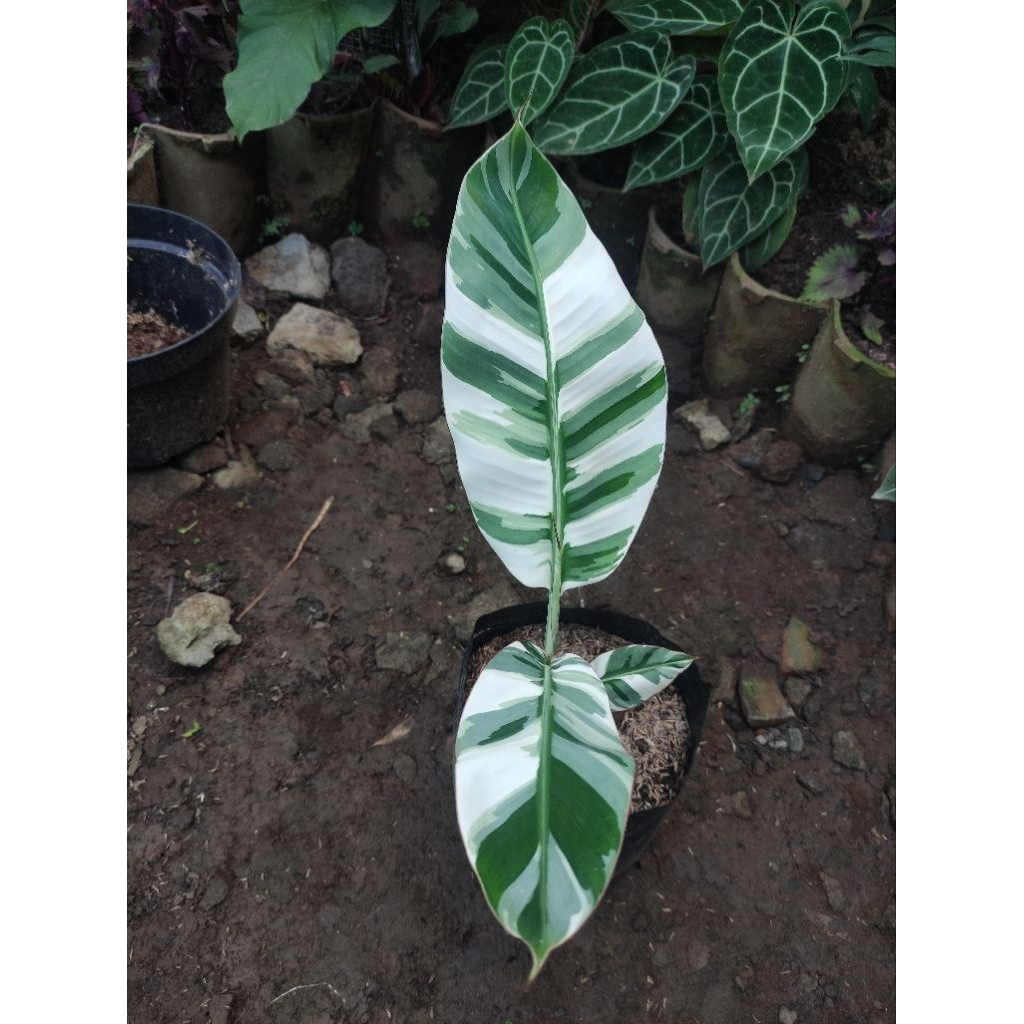 tanaman pisang Florida varigata