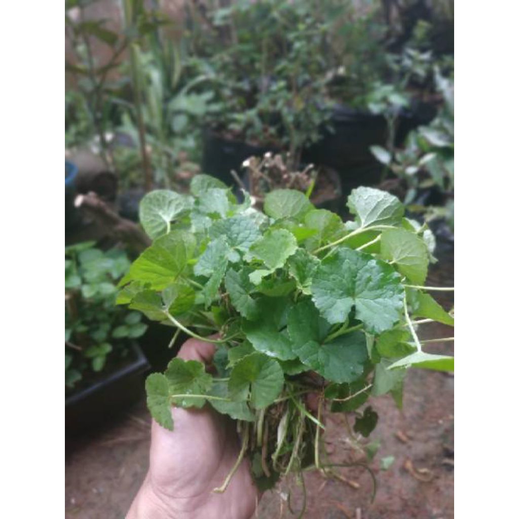 Daun pegagan asli daun pegagan segar 1 ikat
