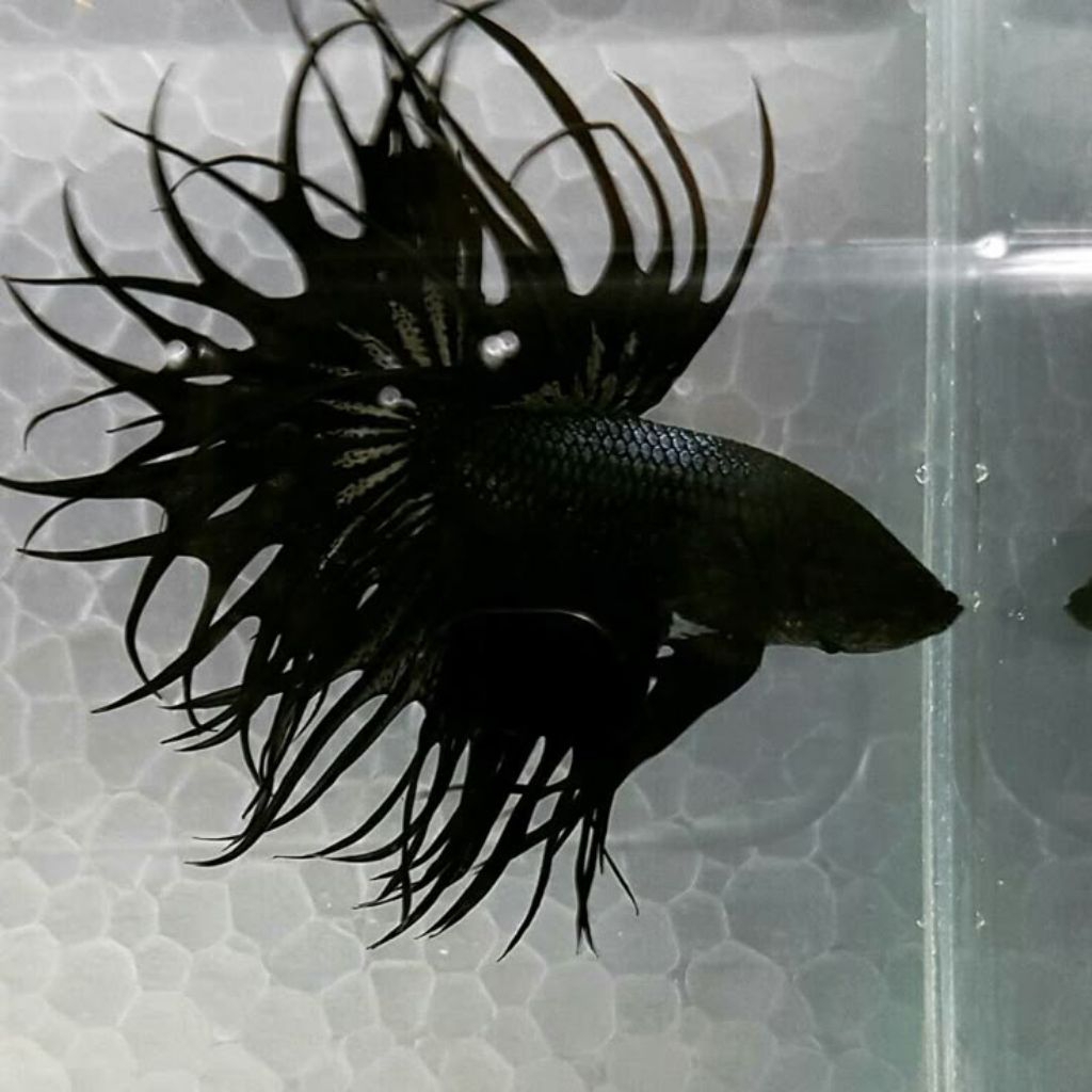 pajangan dinding ikan Cupang Serit Black Orchid - Hitam, Ukuran M, Warna Elegan