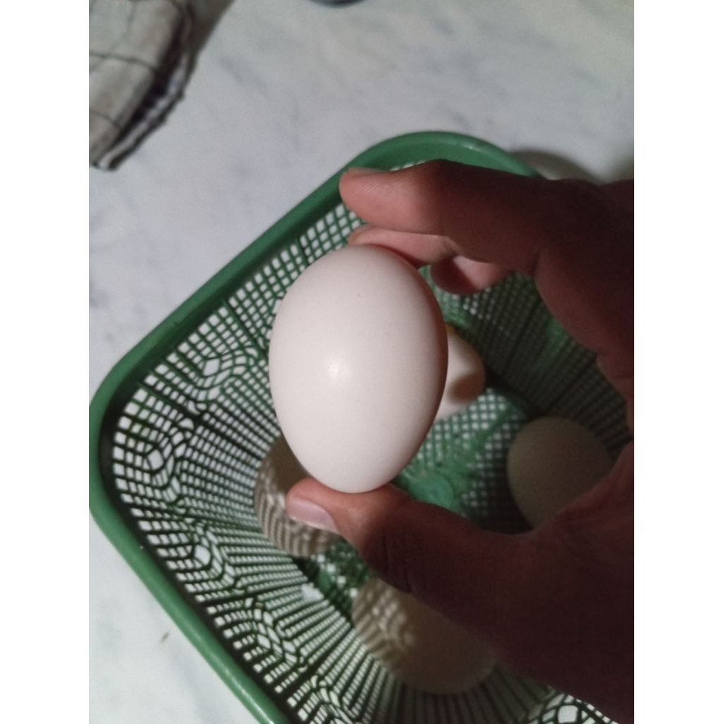 Telur mentok entok entog segar fresh untuk konsumsi tidak fertil