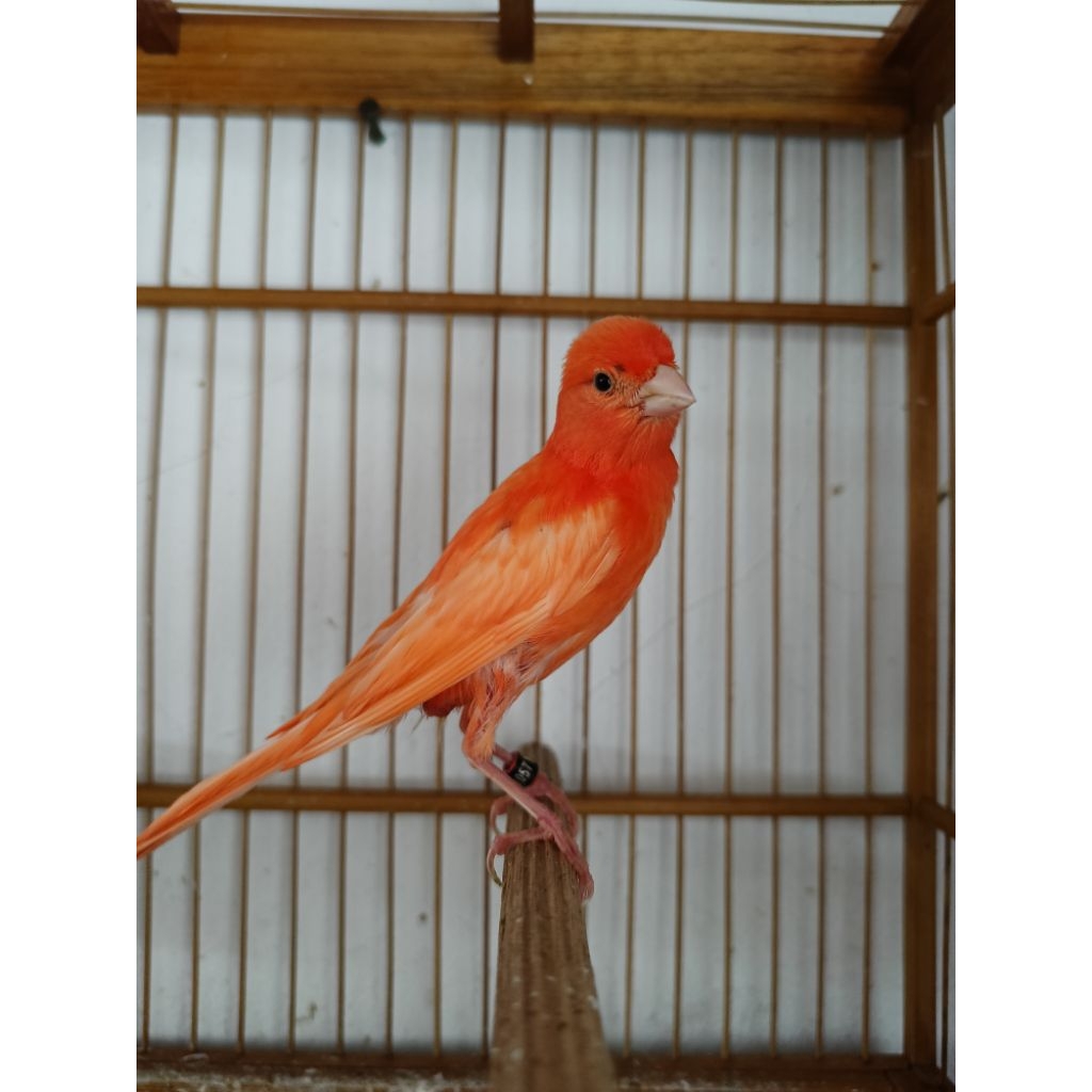 Kenari merah lokal bahan usia3bln jantan betina ready