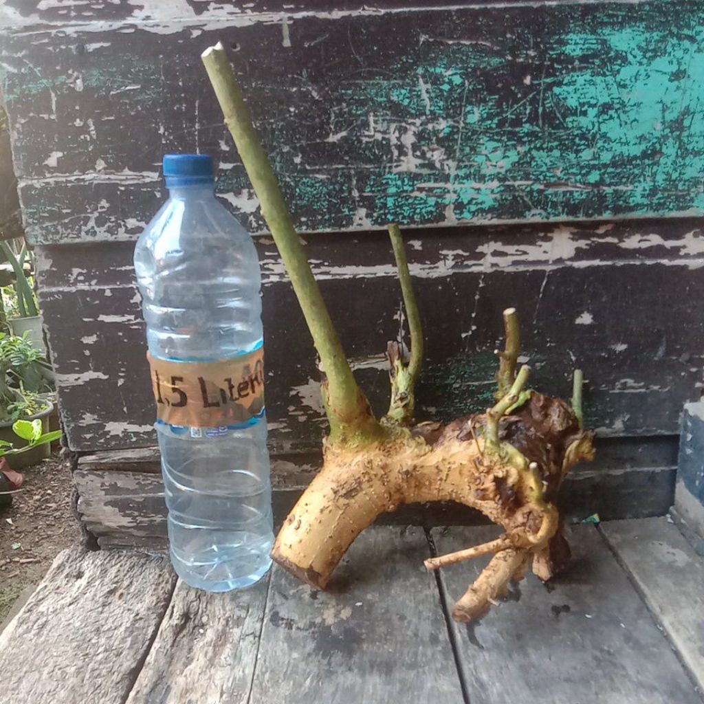 bahan bonsai serut dongkelan berkarakter gaya raft
