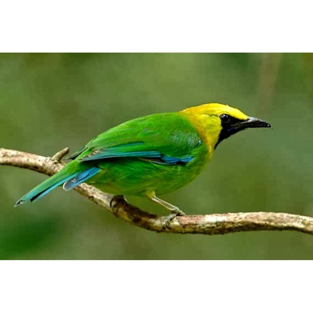 Burung Cucak Ranting Bahan
