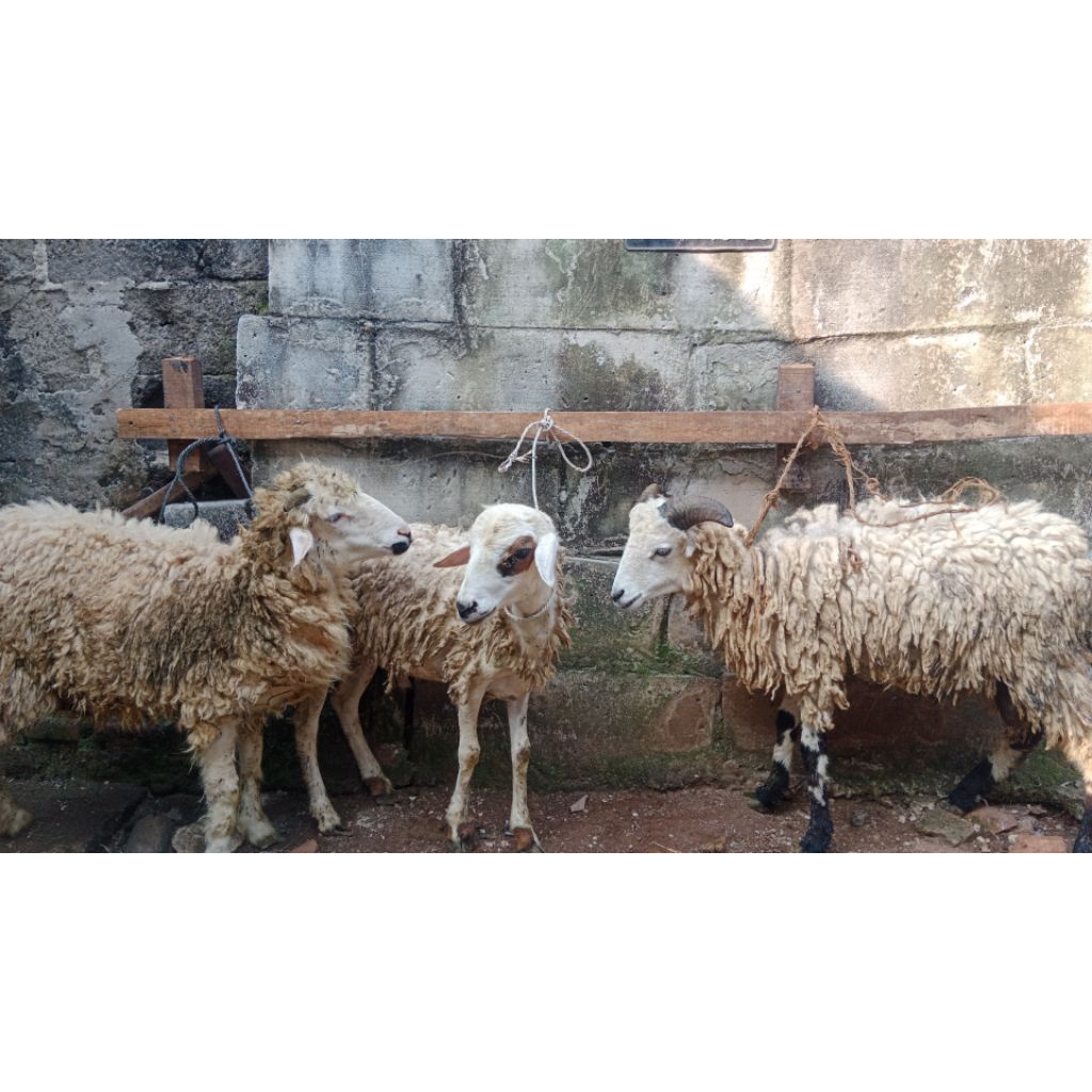 domba kurban ekonomis sehat