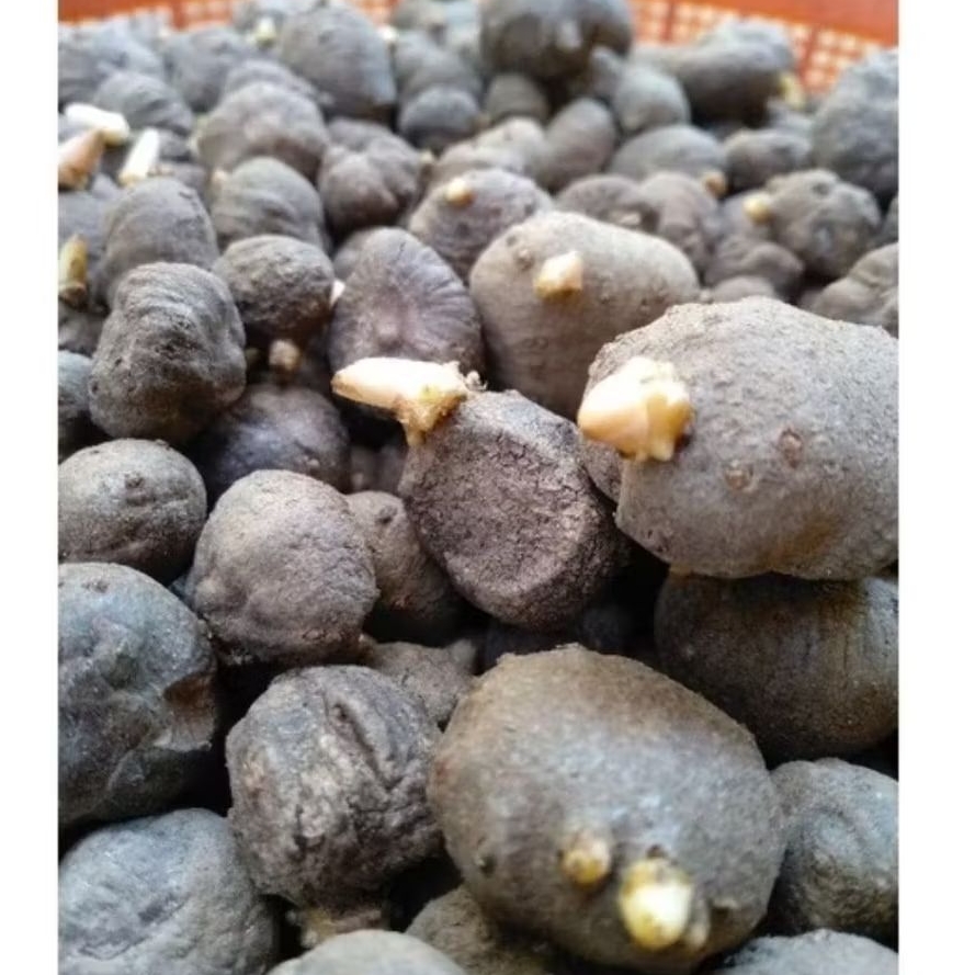 BIBIT PORANG KATAK ASLI SIAP TANAM / BIBIT KATAK PORANG KARANTINA