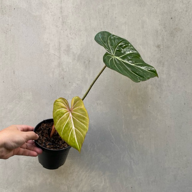 Tanaman Hias Philodendron Gloriosum Aurea Variegata / Gloriosum Dark Form Yellow Varigata
