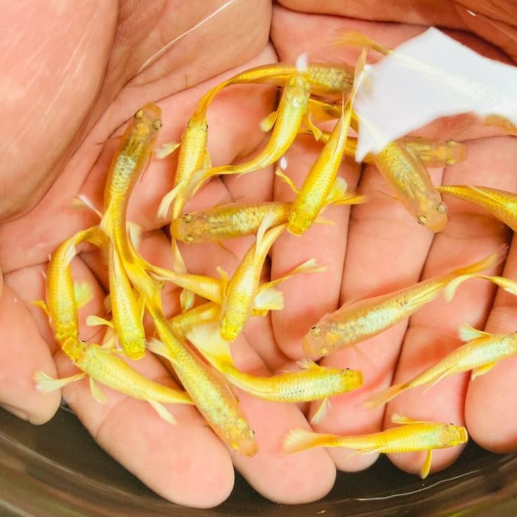 ikan Guppy full gold Vietnam 1 pasang