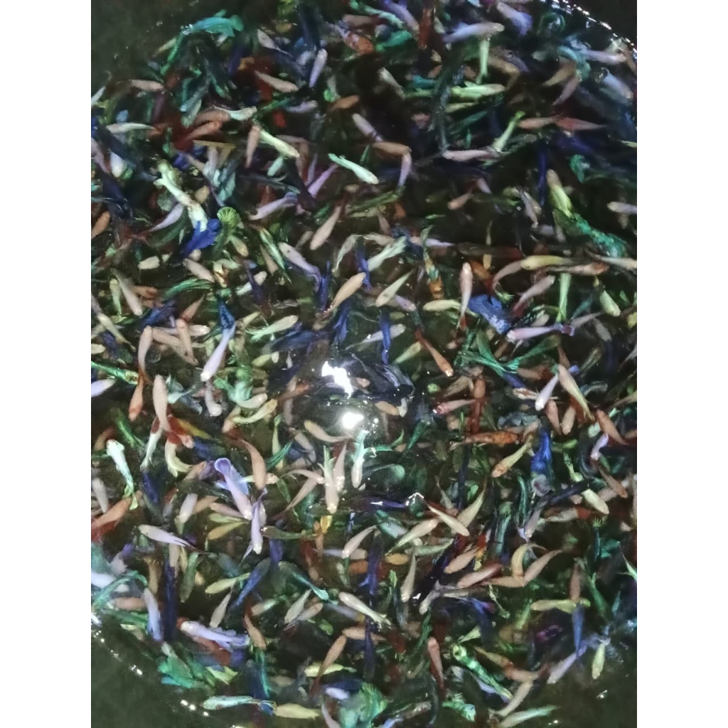 cupang halfmoon betina (bonus pelet)